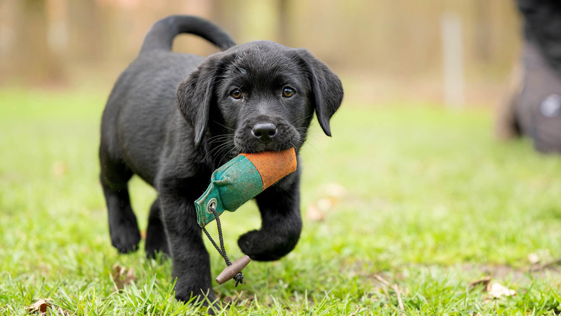 smart dog carrying a toy