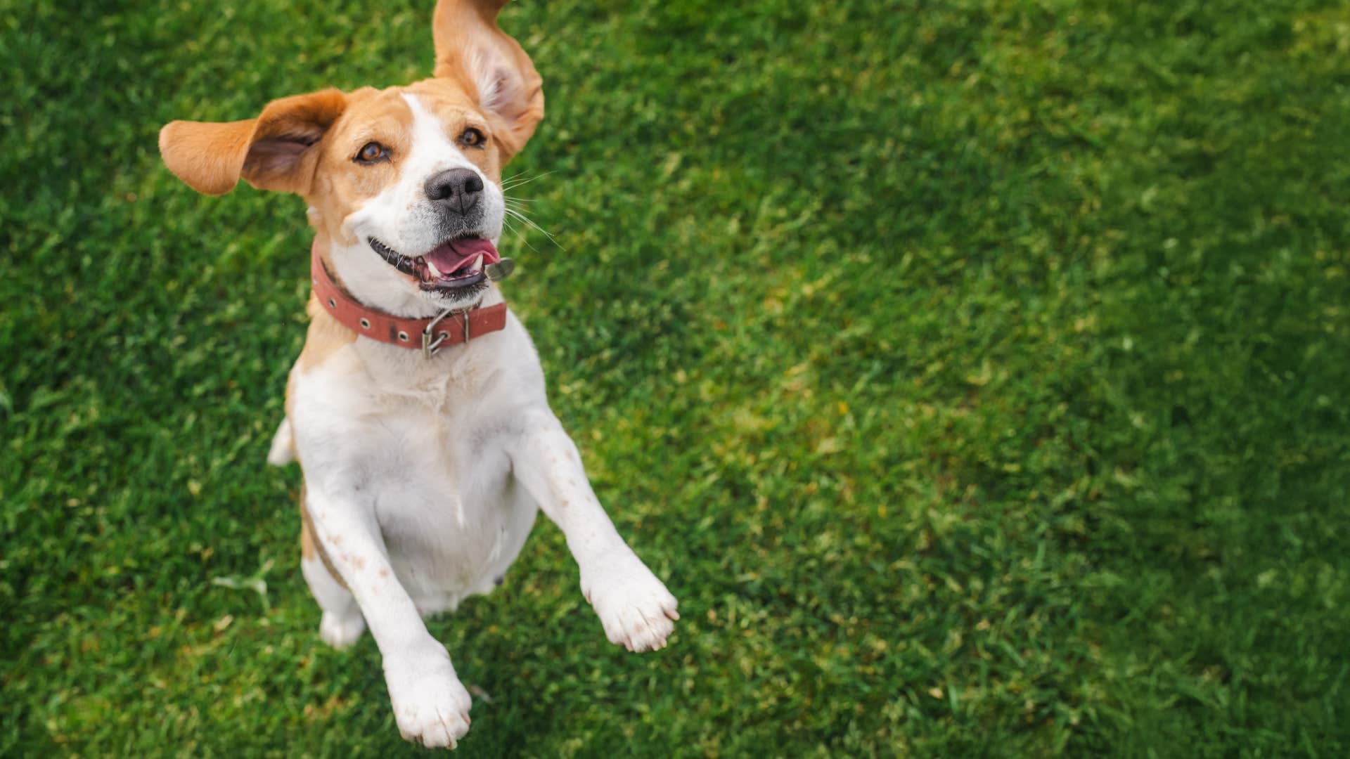 smart dog jumping in circles