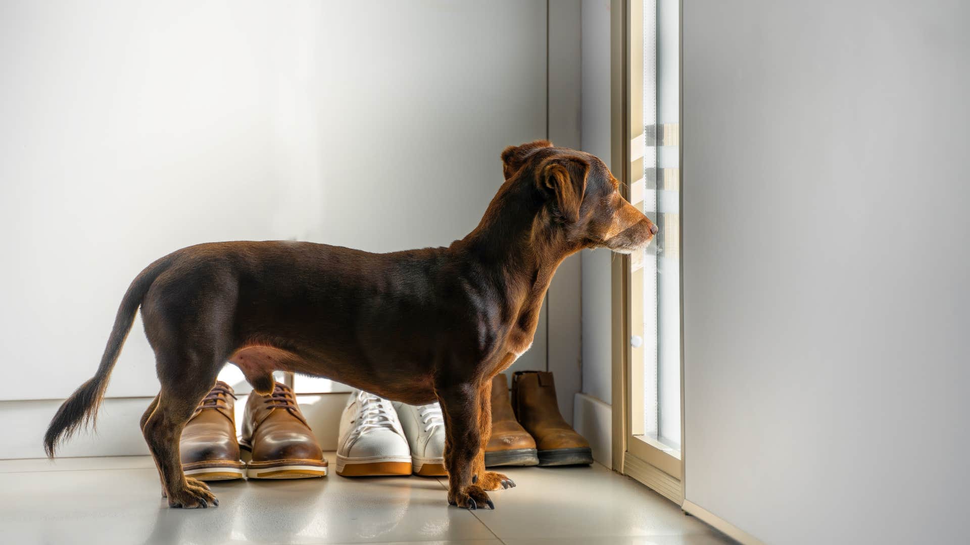 smart dog refusing to go out during a storm