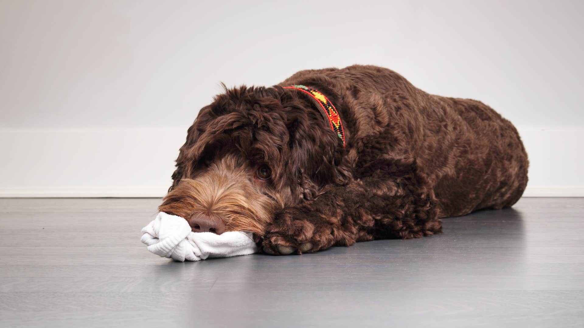 smart dog stealing human's clothes