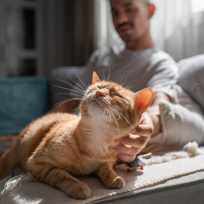 man scratching orange cat on couch
