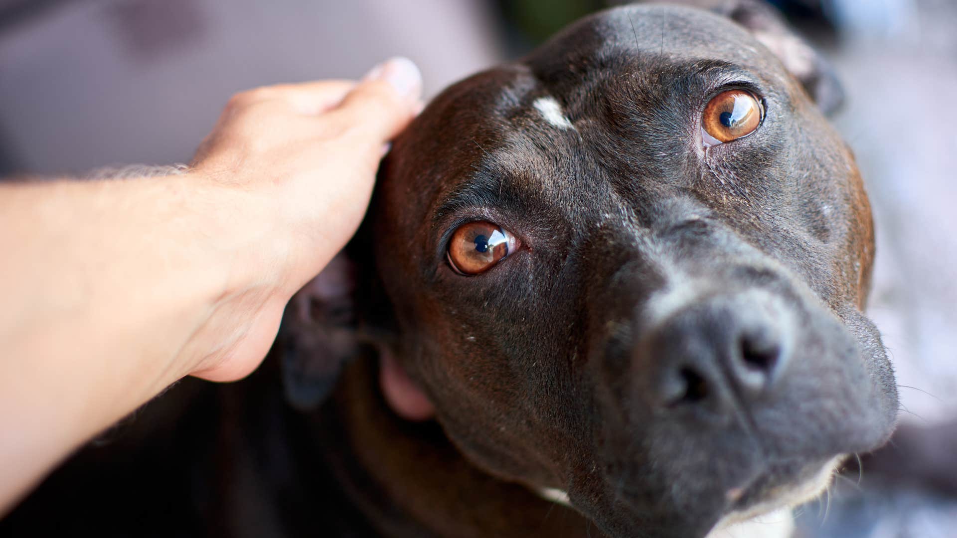dog looking up at owner checking their face to read their reaction