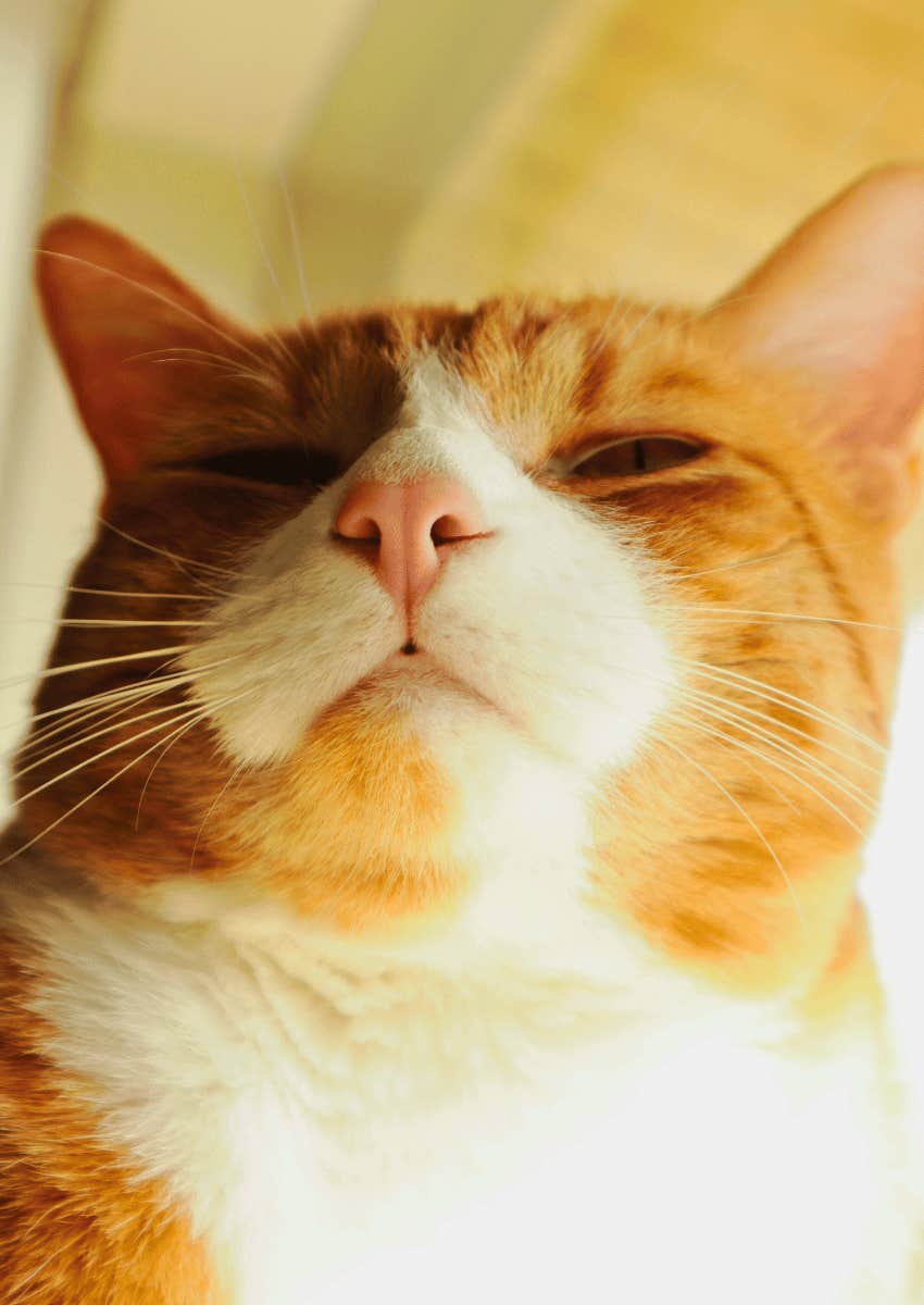 cat nose