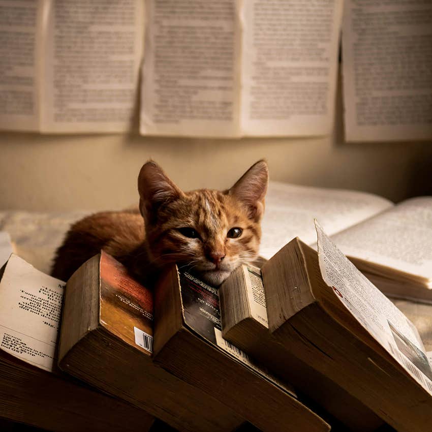 orange cat resting head on library books