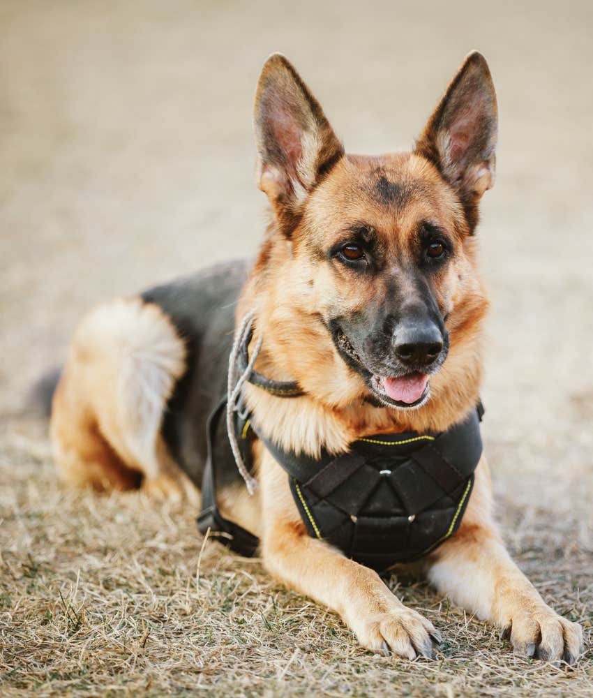 German Shepard follows command to stay showing he is a dedicated good boy