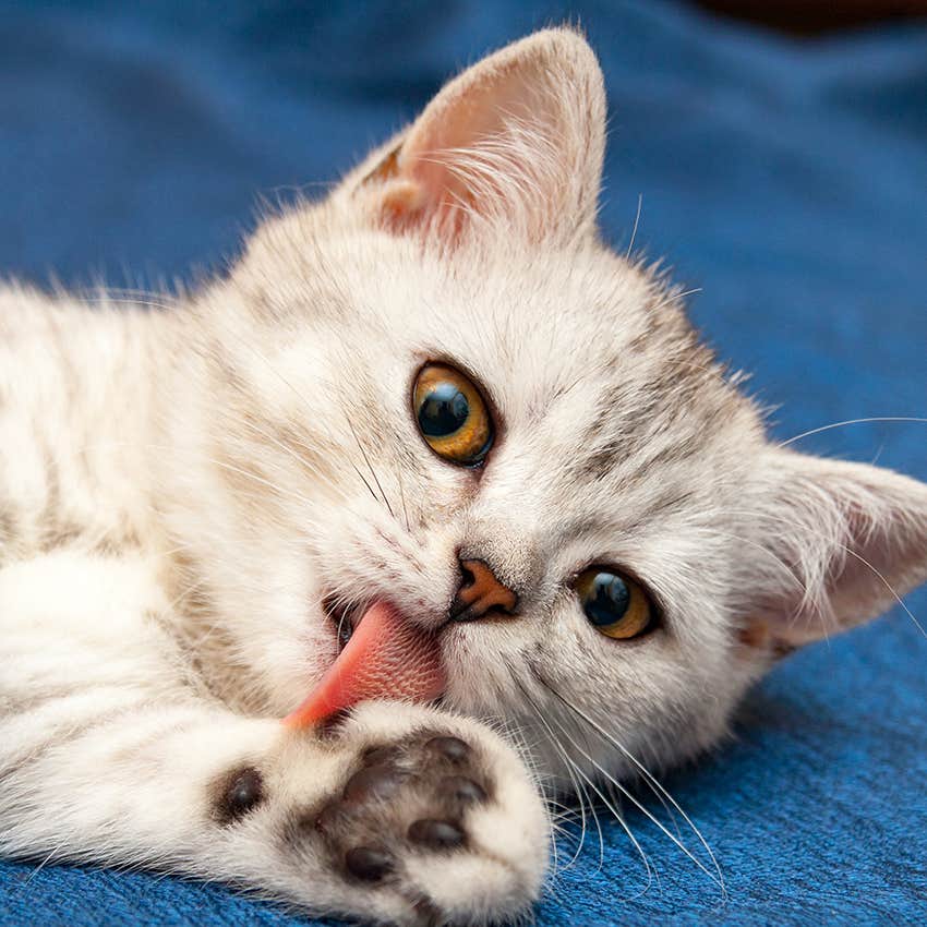 cat licking paw with rough tongue