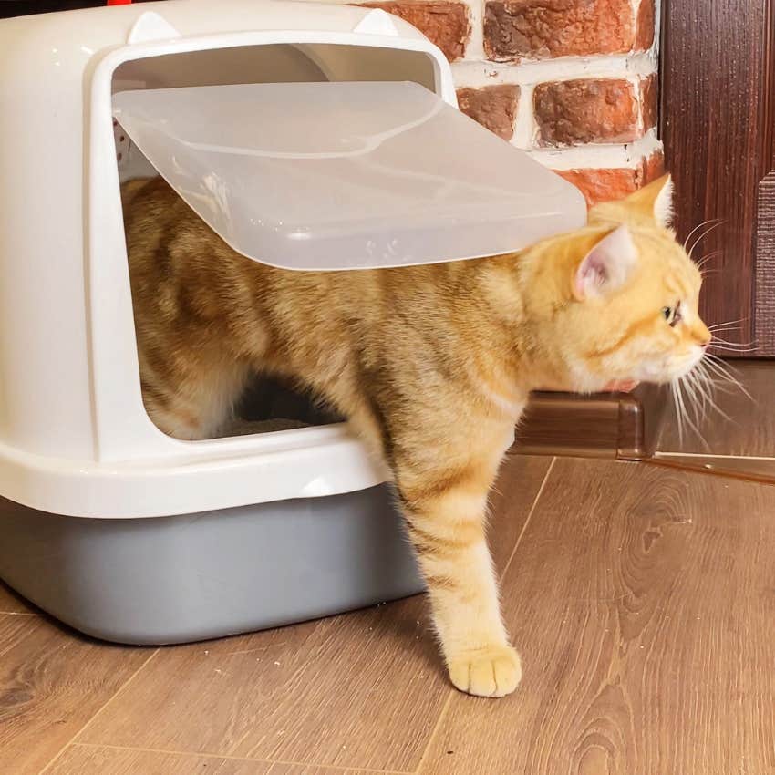 cat coming out of a litter box that is clean and well maintained