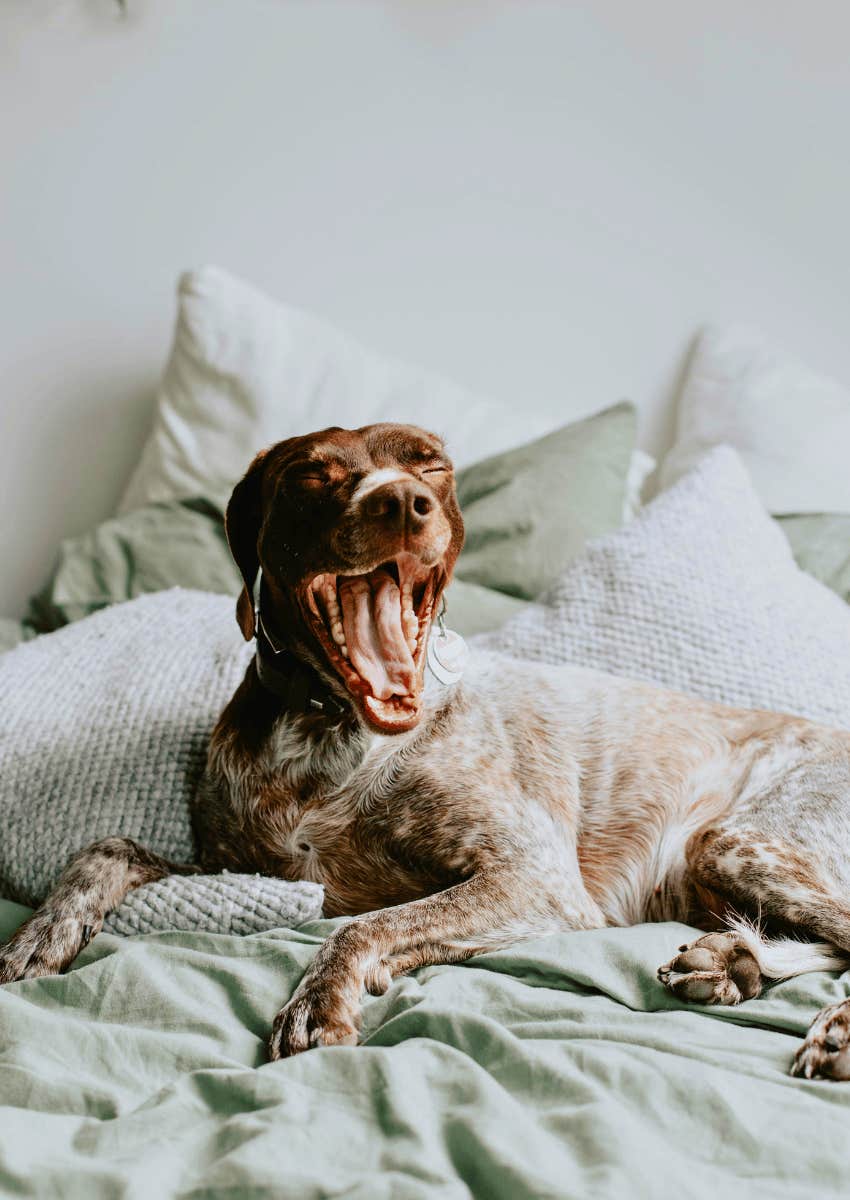 dog yawning in bed