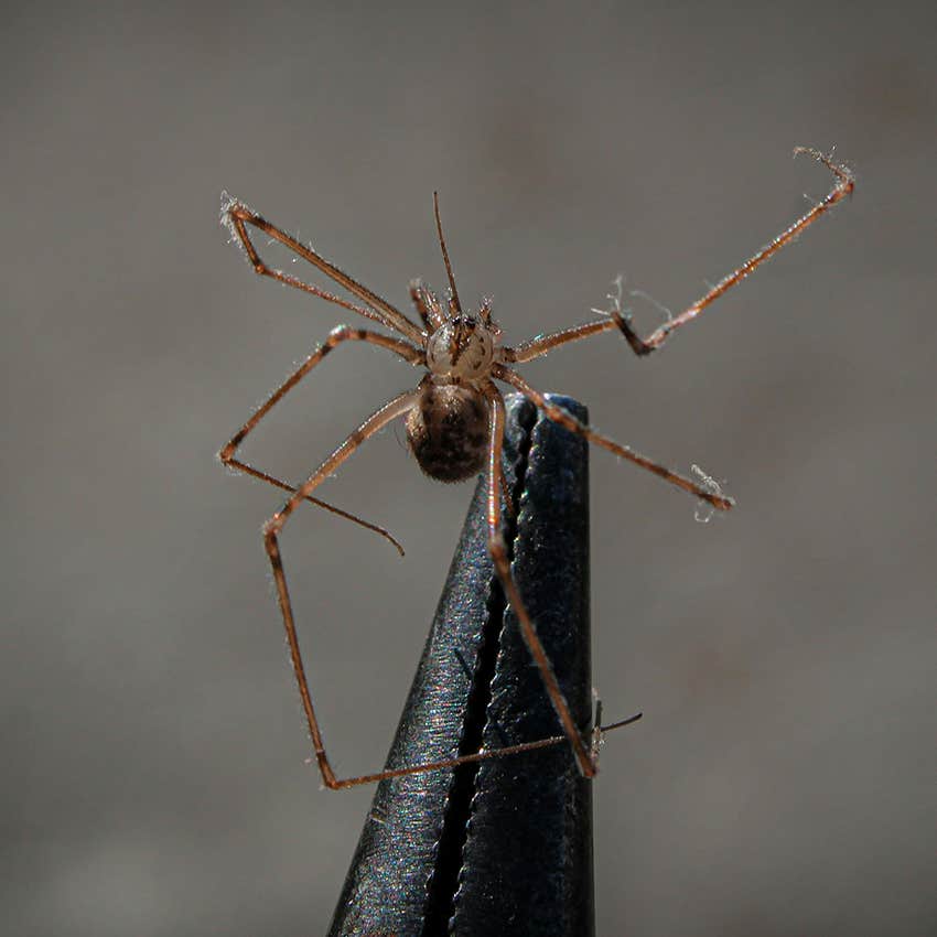 harmless spider on furniture