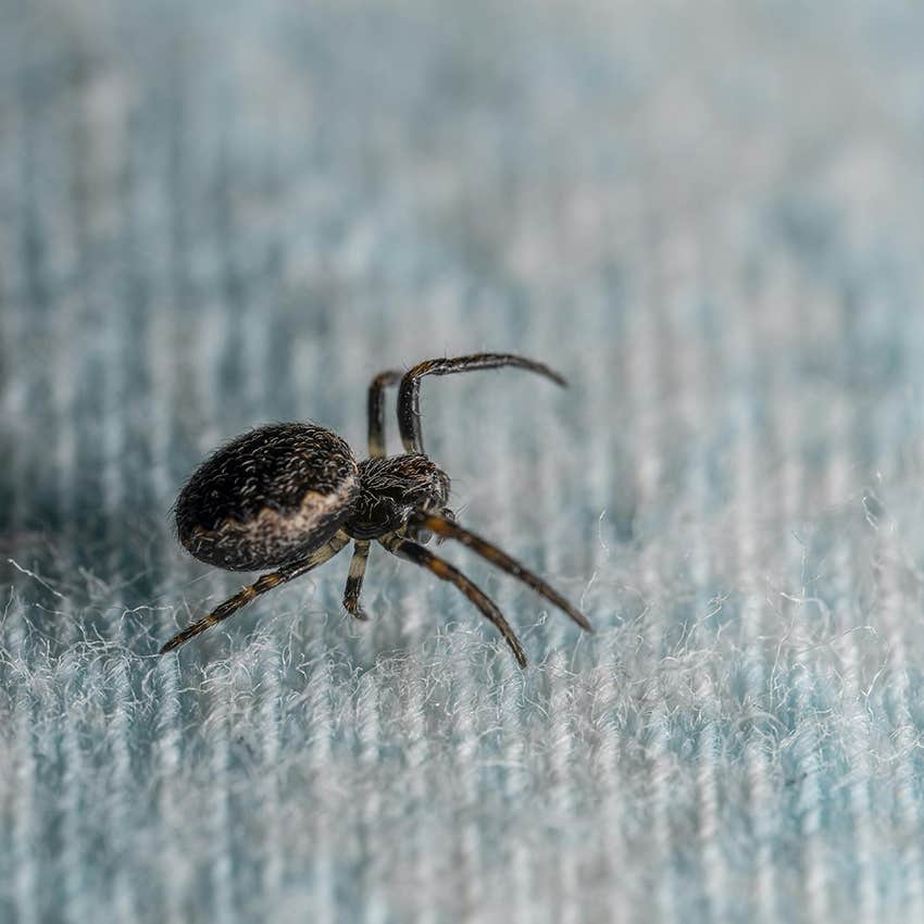 small spider inside house on rug