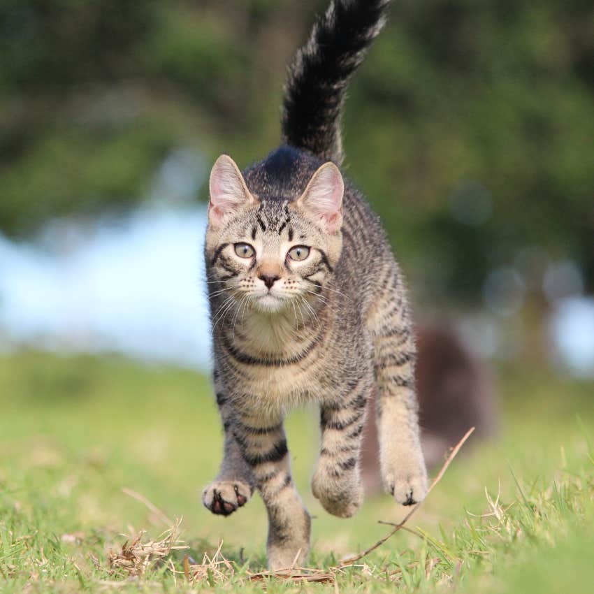 tabby cat running outside always lands on feet
