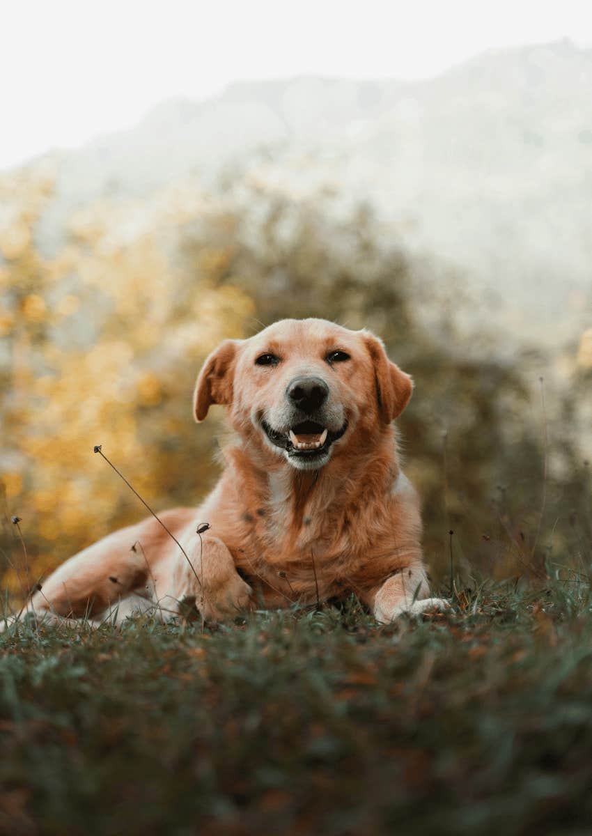 happy dog laying on grass