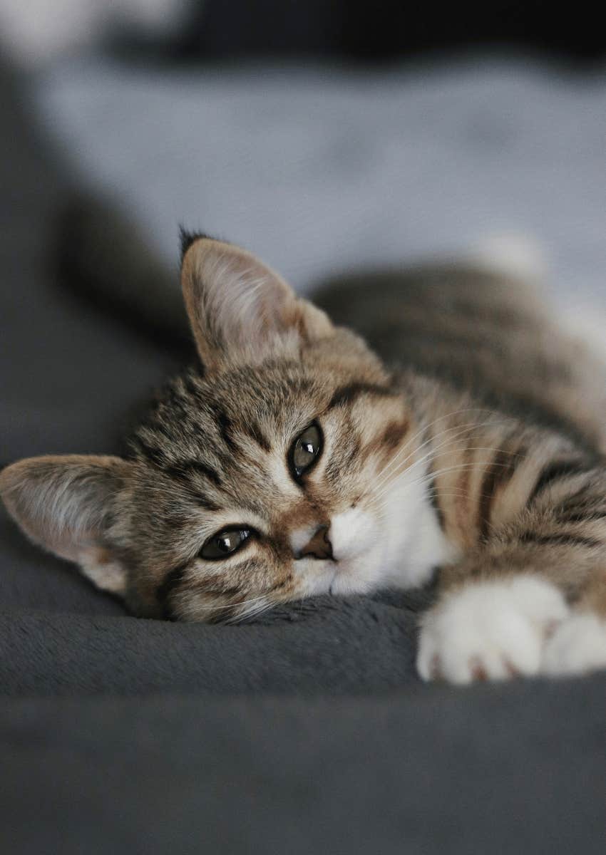 kitten laying on bed
