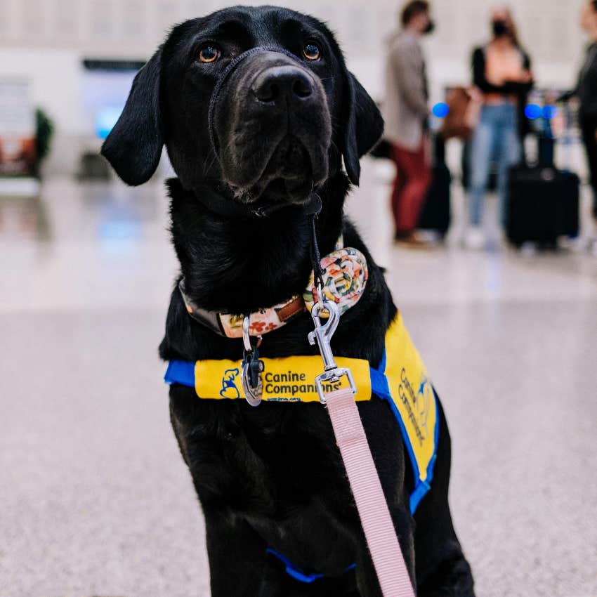 service dog in airport