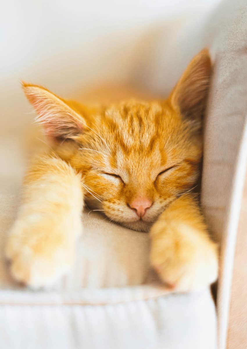 sleeping kitten on couch