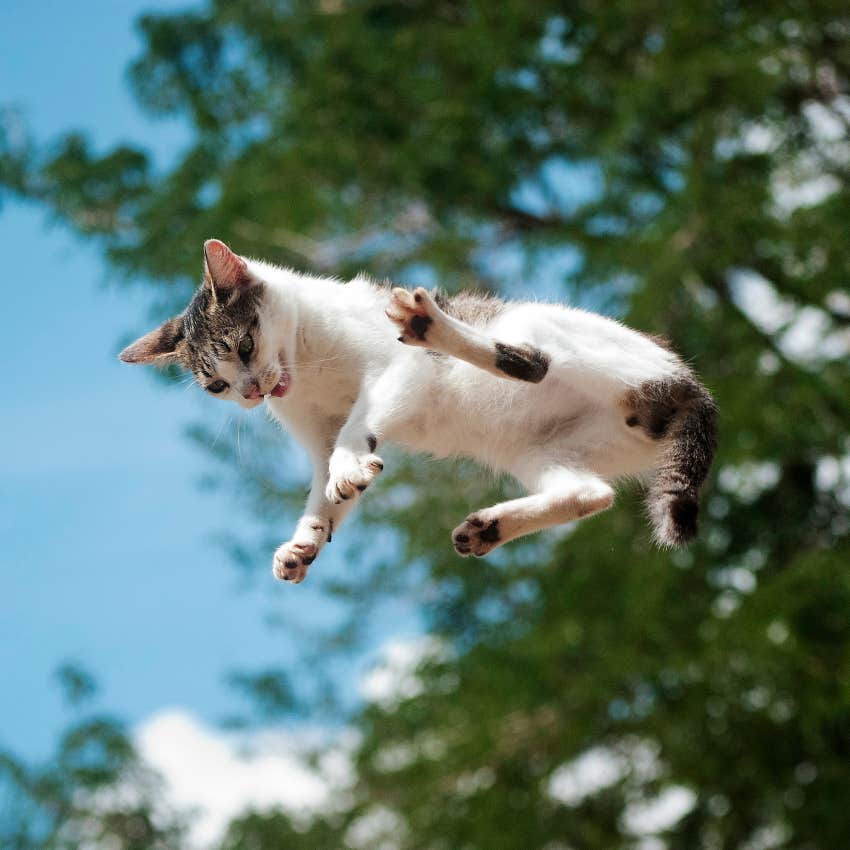 cat falling outside always land on feet