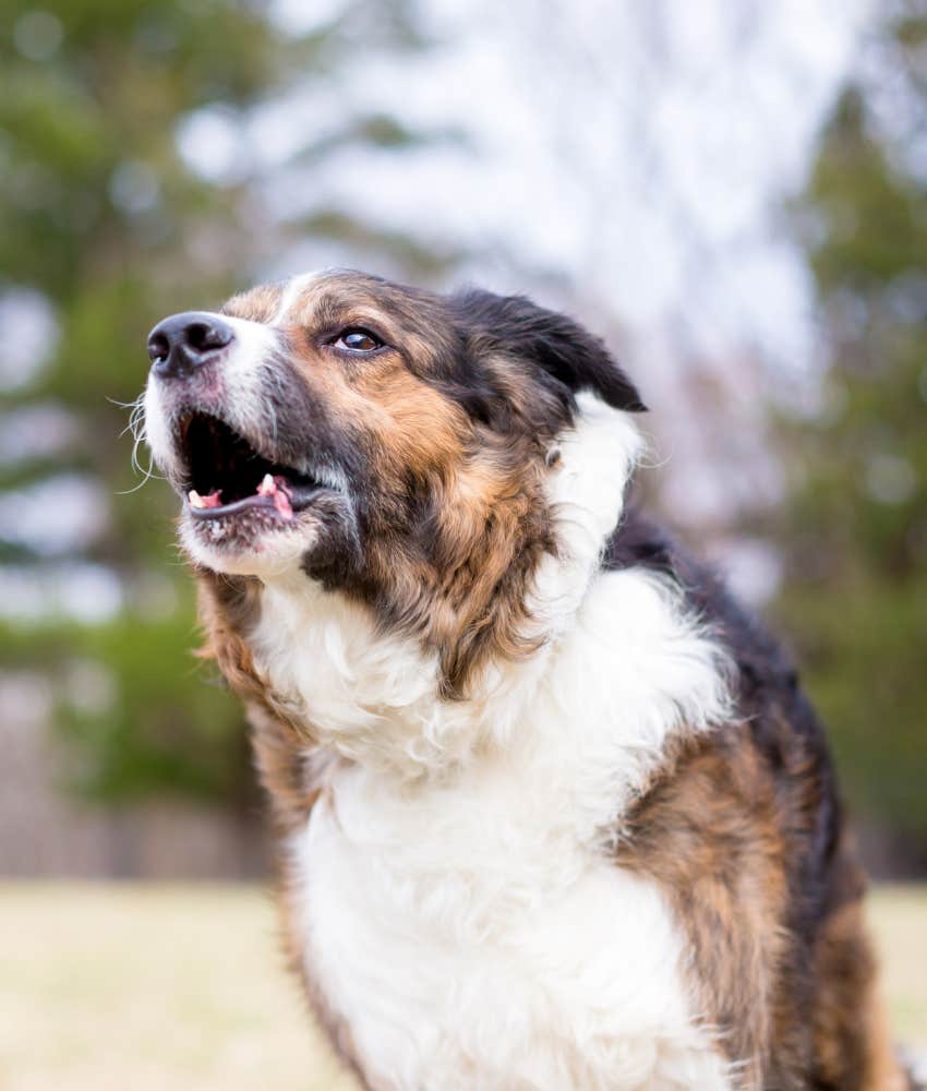 dog with open mouth showing drool might be sign of pain