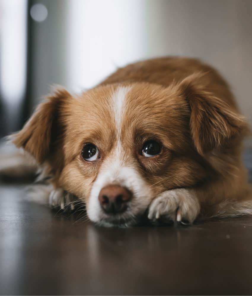 Sad dog might be shaking showing sign of pain