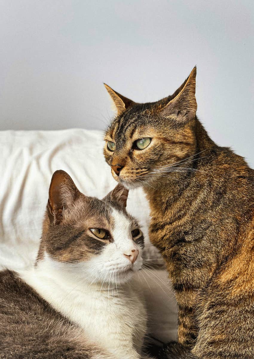 two cats sitting close