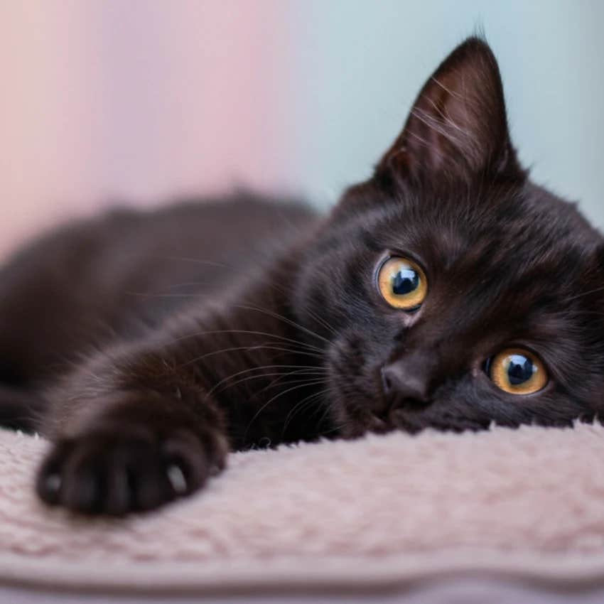 why the universe assigned you a black cat