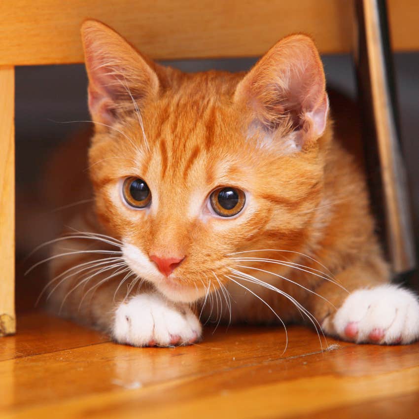 why universe assigned you orange cat