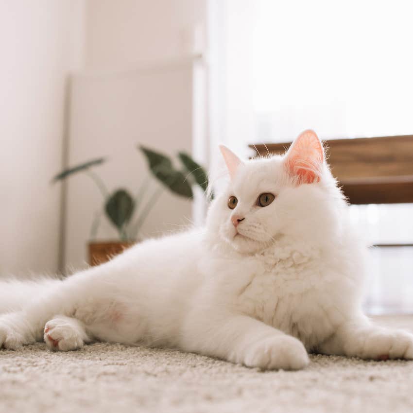white cat
