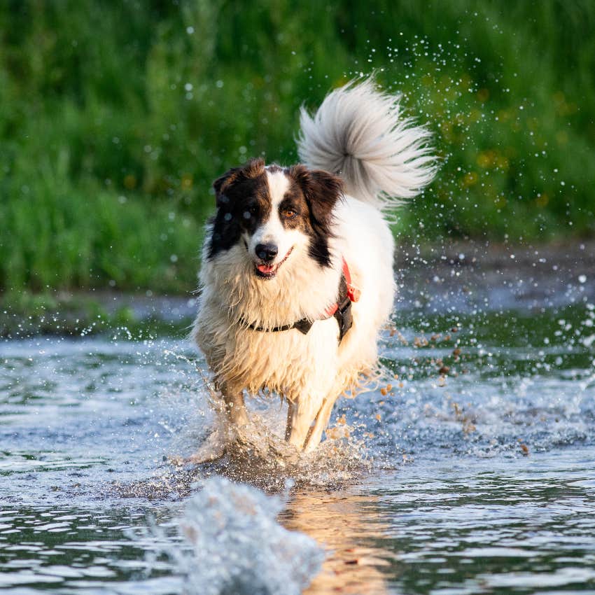 dog splashing in water outdoors fulfilling his desire to explore