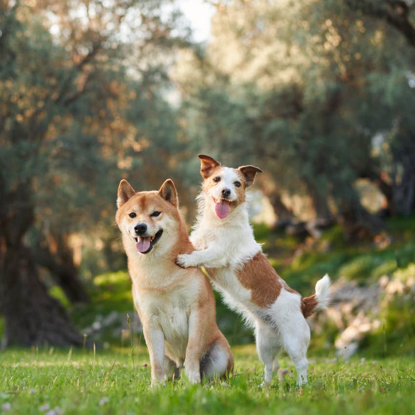 pups messaging each other to determine who's boss