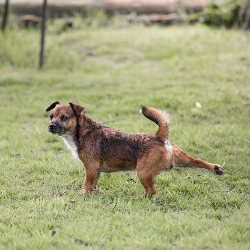 dog sending a message to other dogs when kicking grass after going to the bathroom