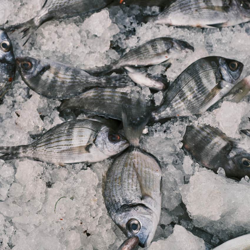 frozen fish
