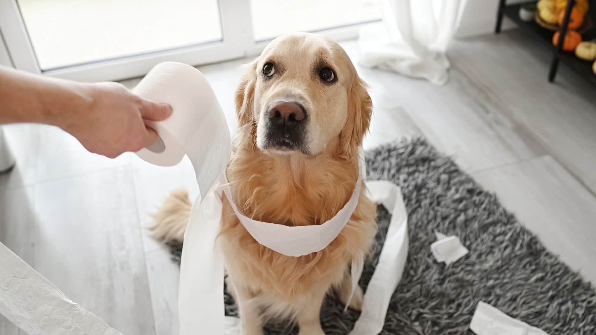 older woman scolding dog for ruining toilet paper