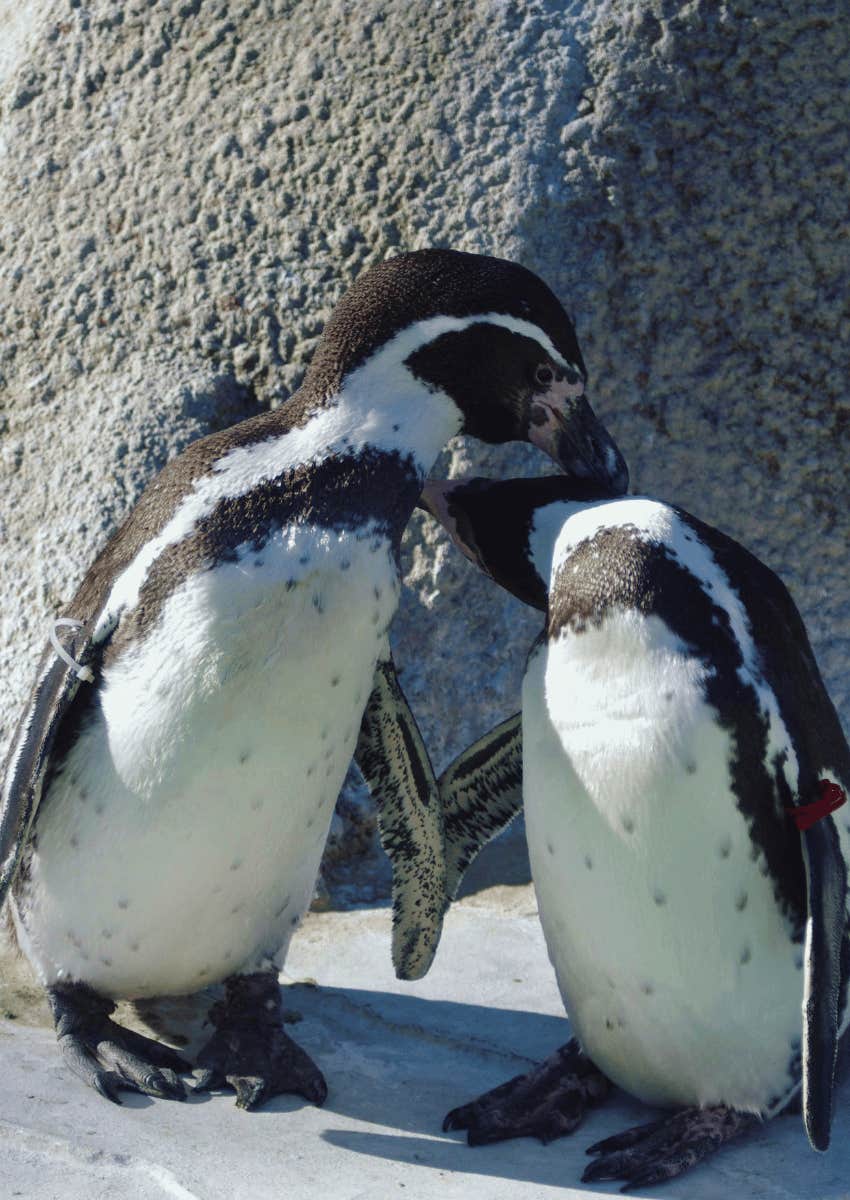 penguin couple standing close aware of danger