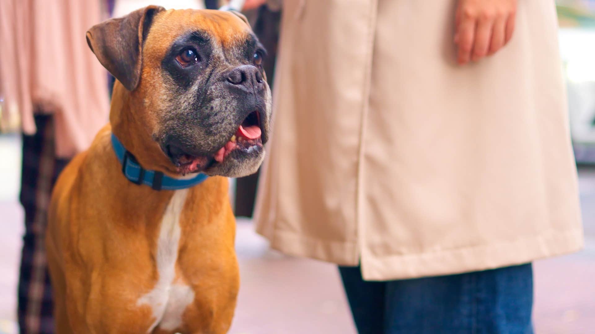 owner bringing dog to overwhelming environment without protection