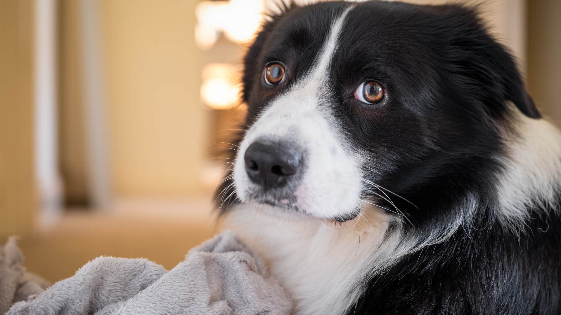 dog who hasn't built trust with their owner looking anxious