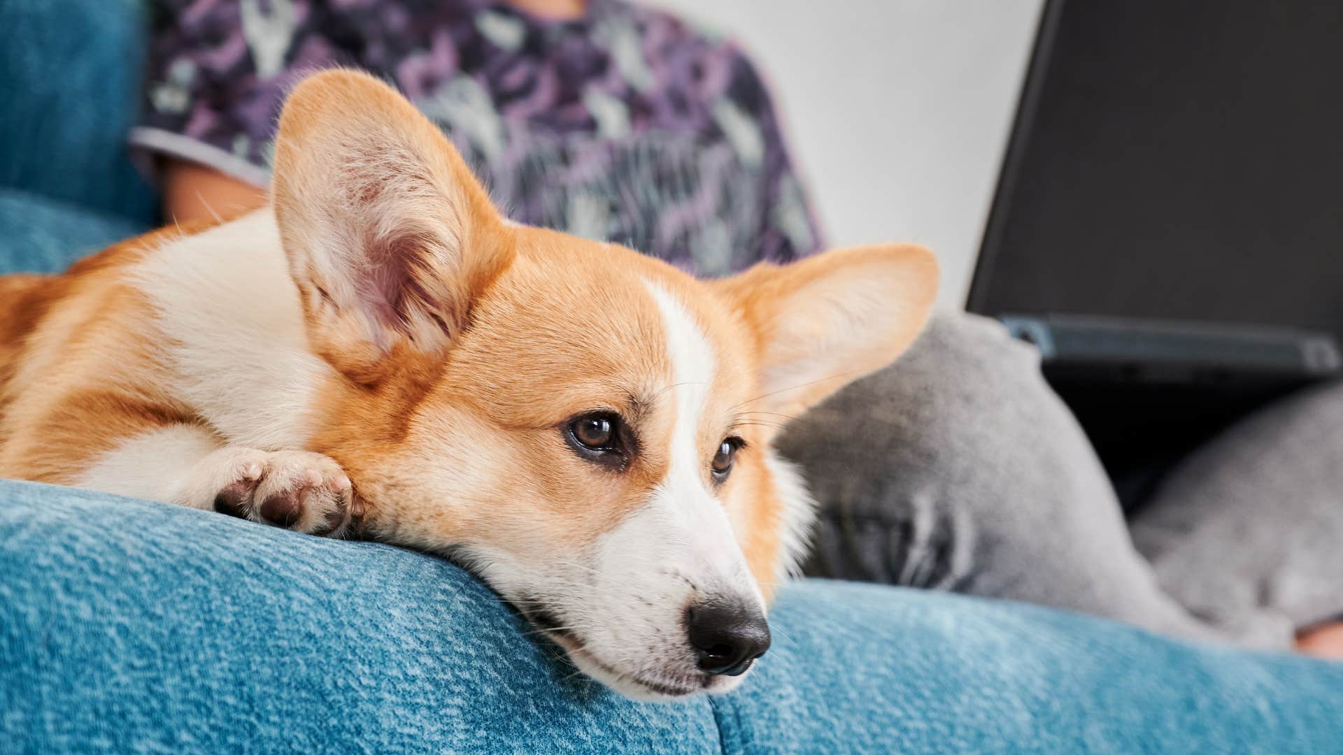 bored dog whose owner doesn't play with them enough