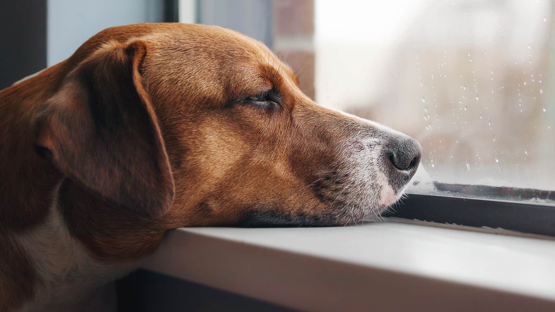 dog whose owner doesn't provide a lot of structure at home looking out the window