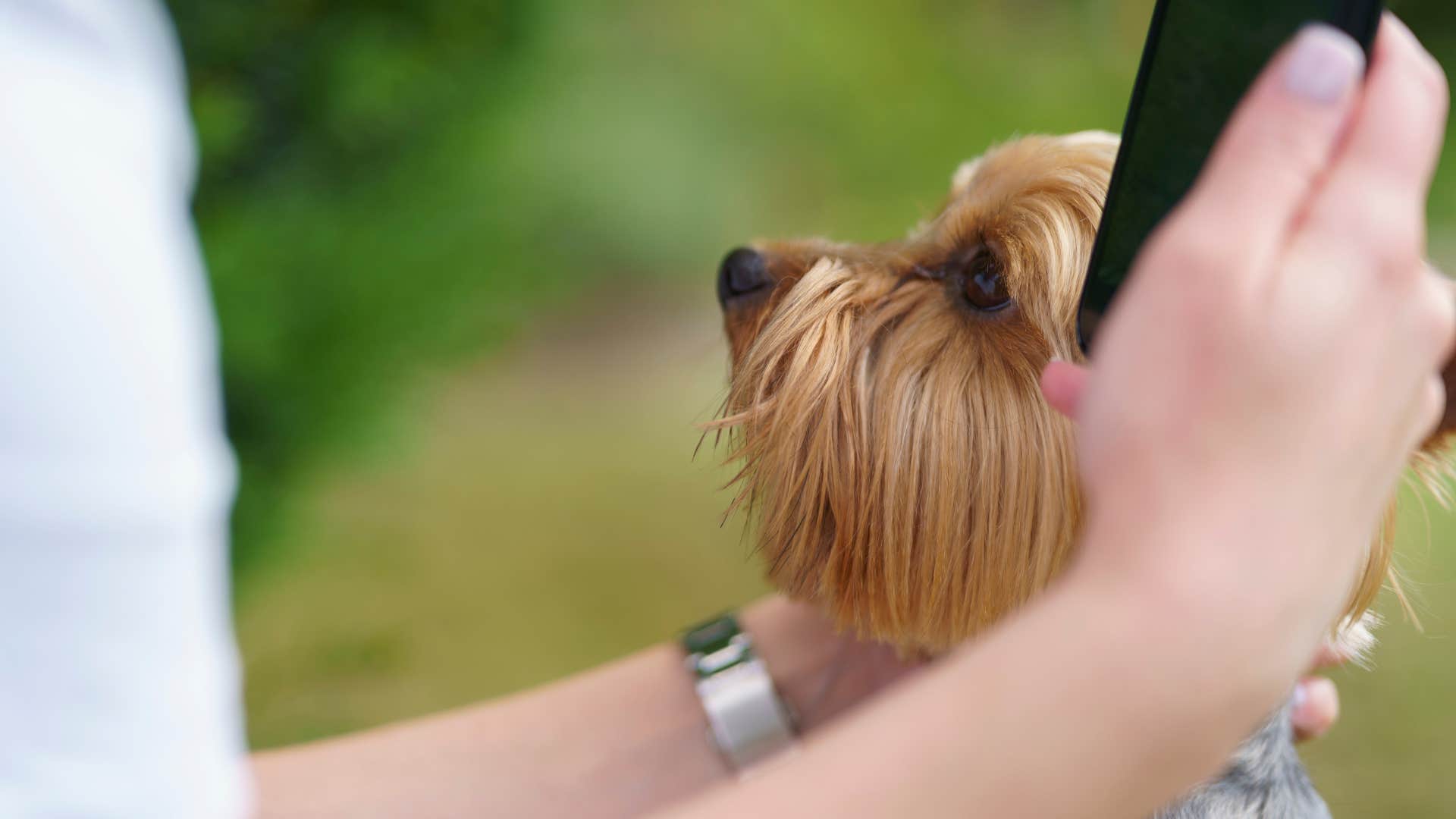 man ignoring his dog's request for attention while holding his phone