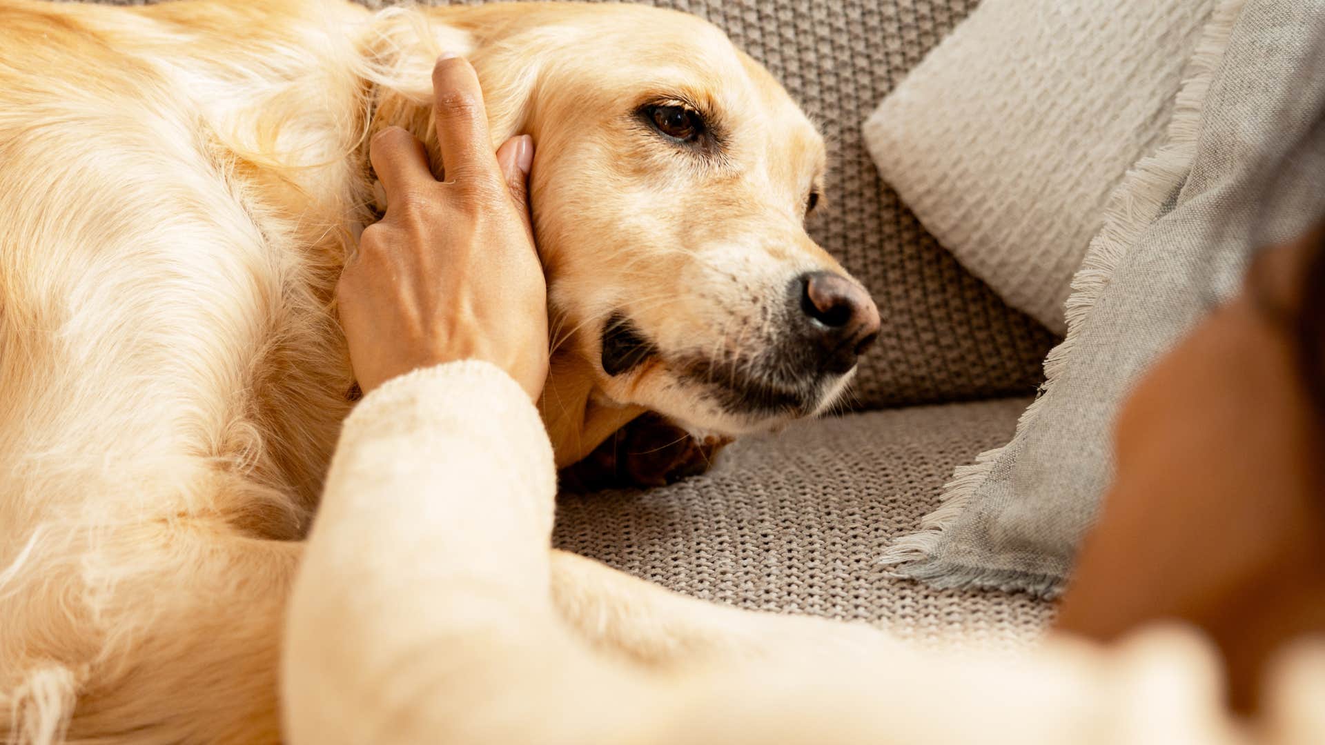 woman petting dog struggling to learn their cues