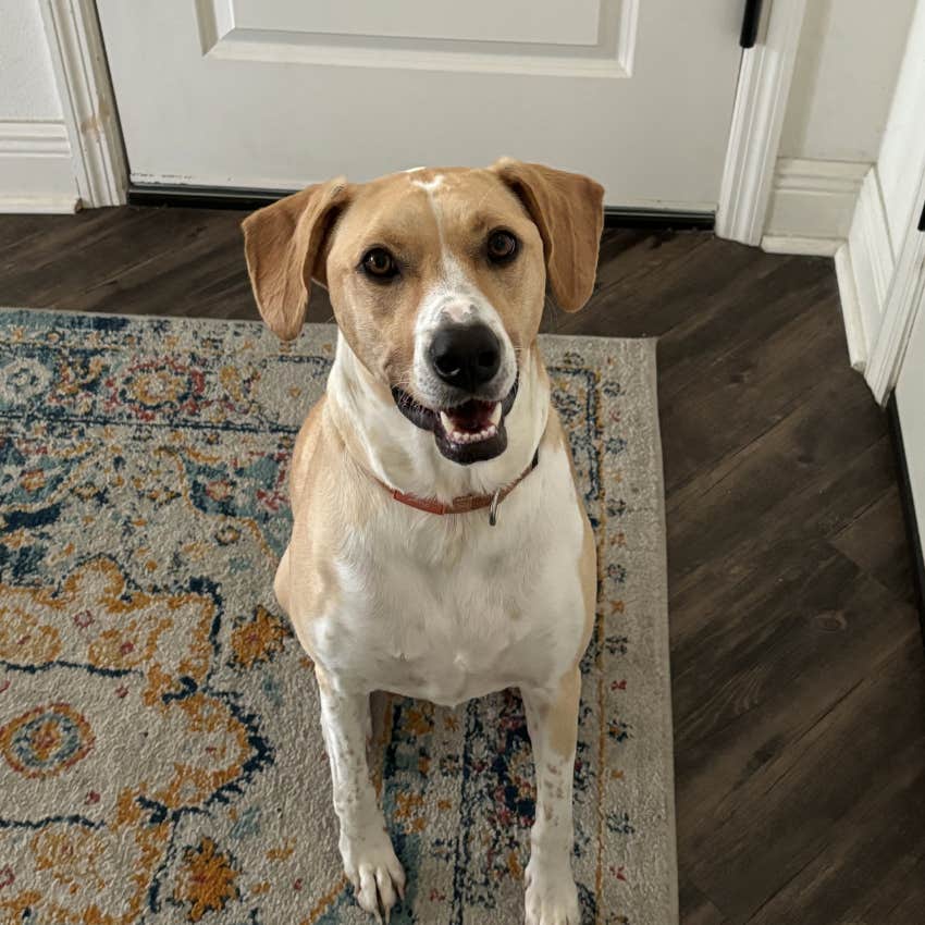 dog following owner he has claimed as his own