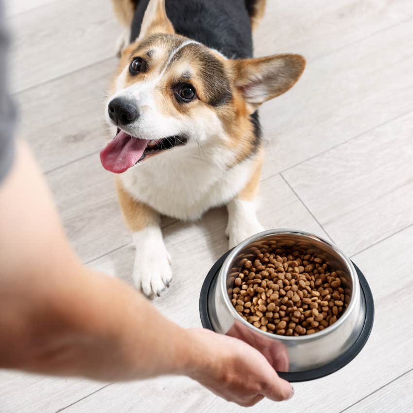 dog letting the person it imprinted on take its food