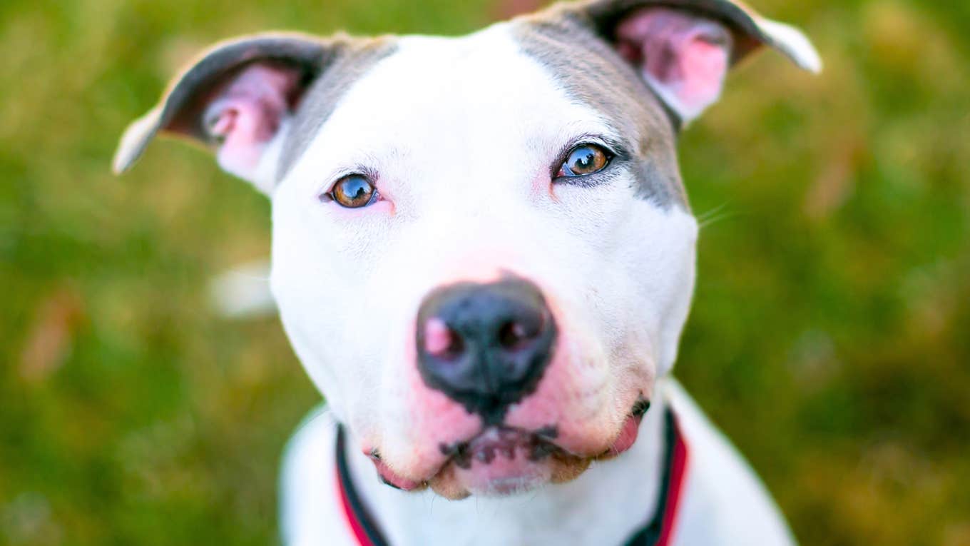 9 Sweetly Specific Signs Your Dog Has Imprinted On You & Claims You As ...