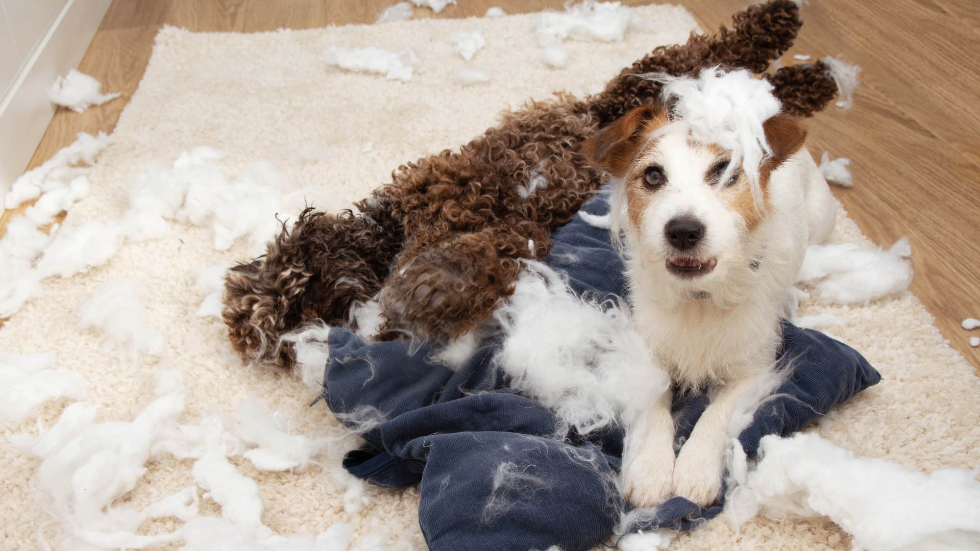 puppy misbehaving tearing up stuffed animals