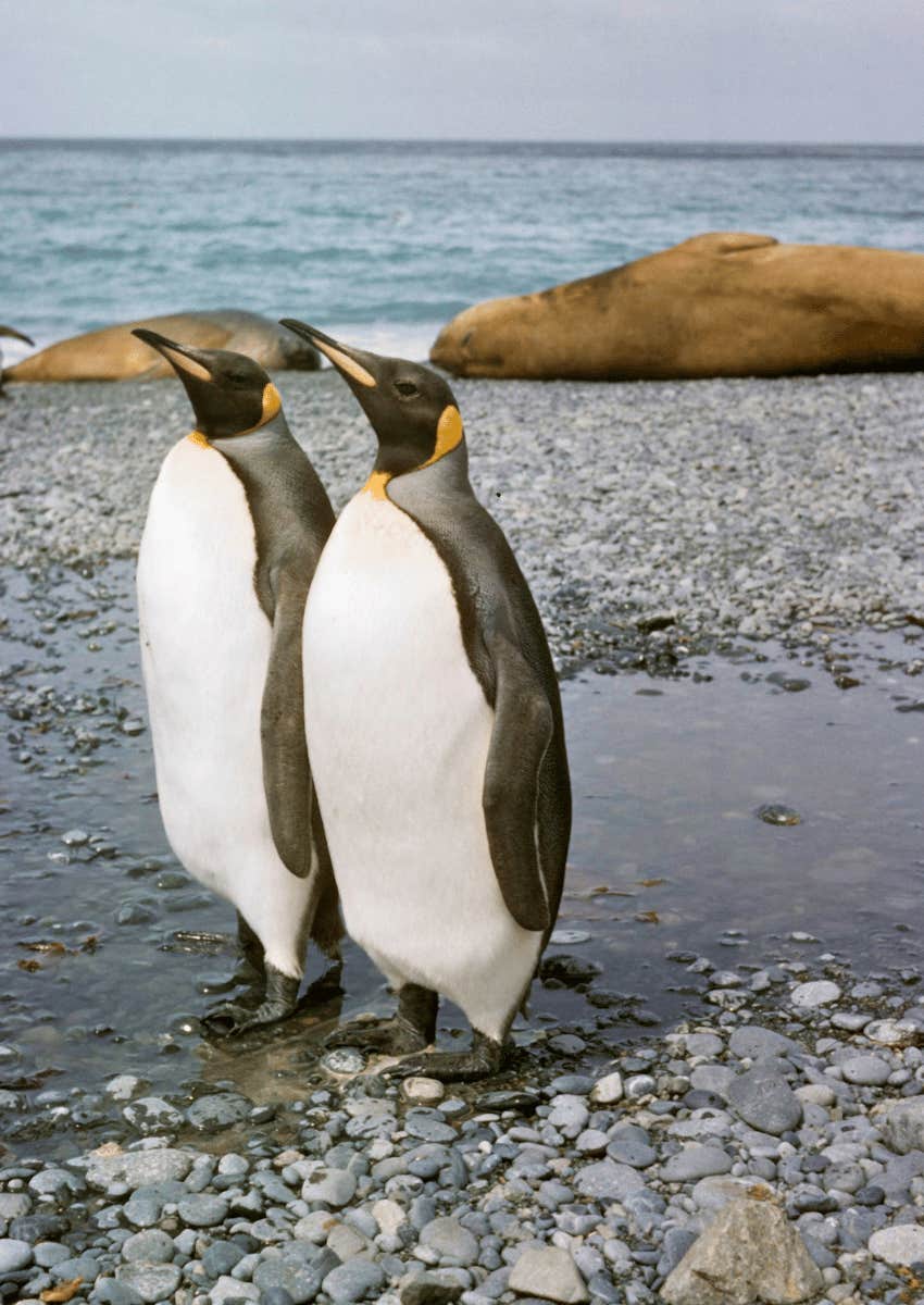 two adult penguins standing together admiring the view