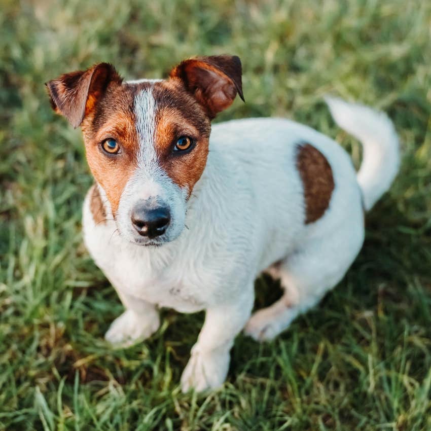 jack russell terrier