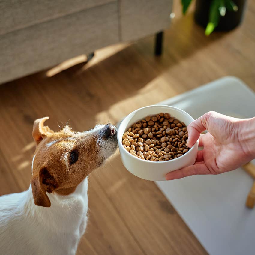 dog smelling food bowl that stressed owner is holding
