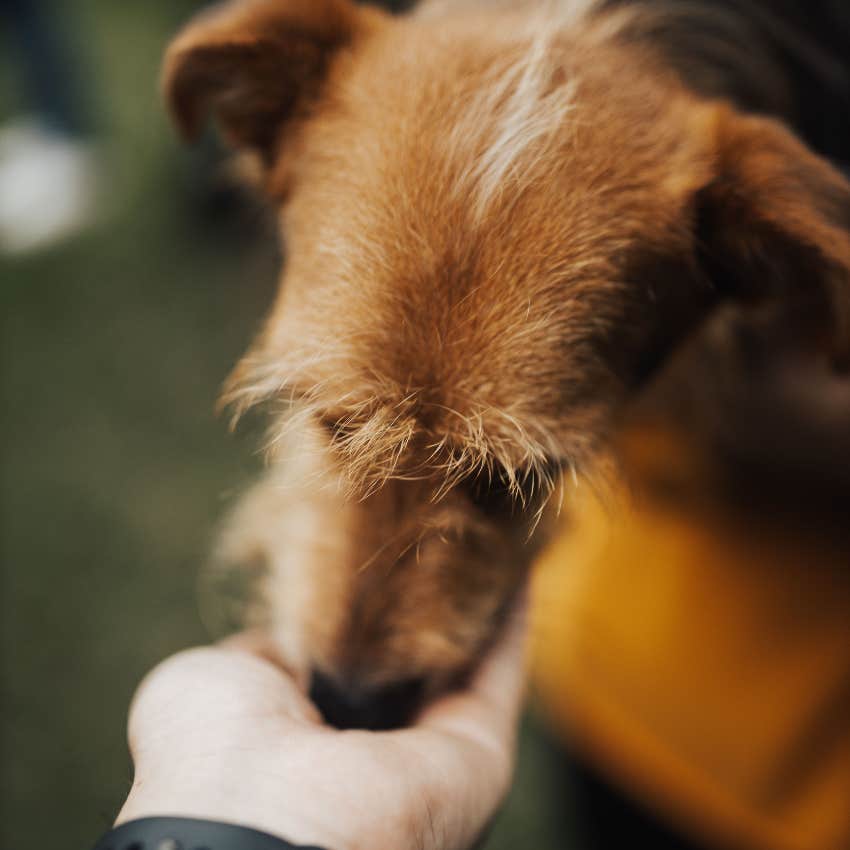 dog smelling cancer on a human