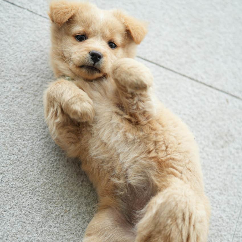 cute dog lying on it's back 