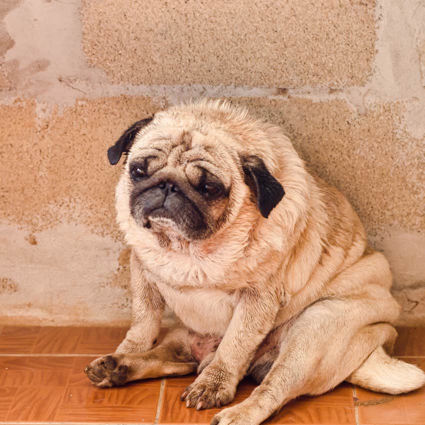 Dog flattening it's ears to make itself smaller