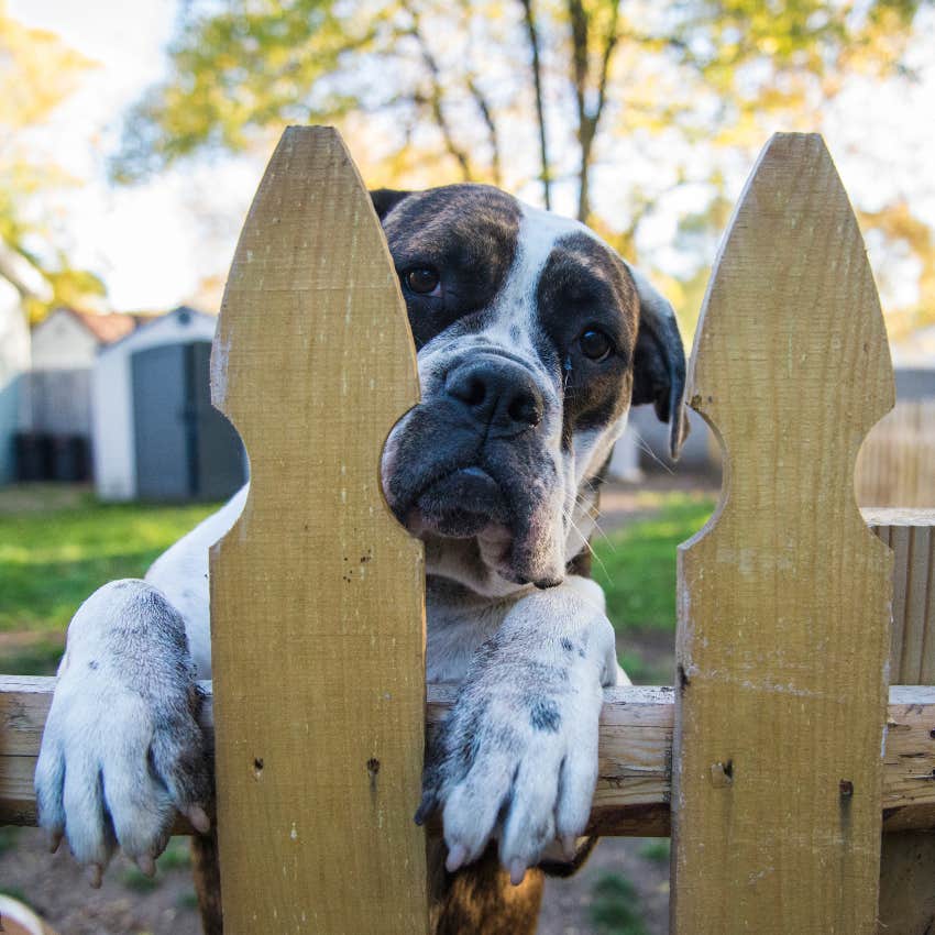 dog approaching to let you know you'll be ok