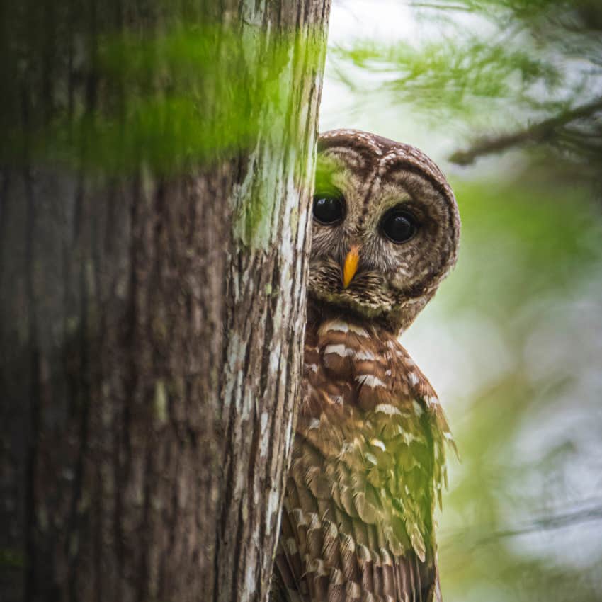 an owl sent as a sign that you'll be ok